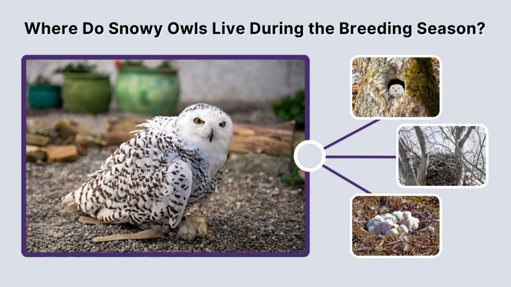Where Do Snowy Owls Live During the Breeding Season