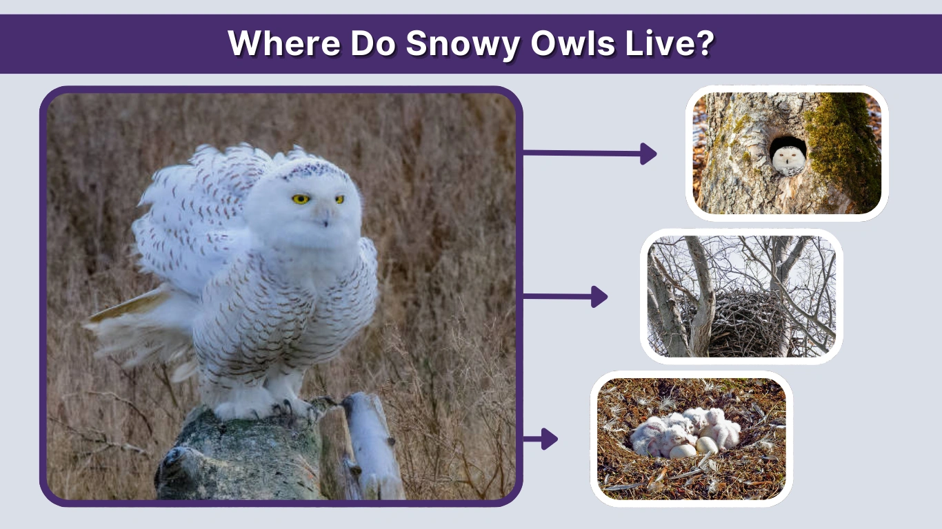 Where Do Snowy Owls Live? Habitat and Range Explained