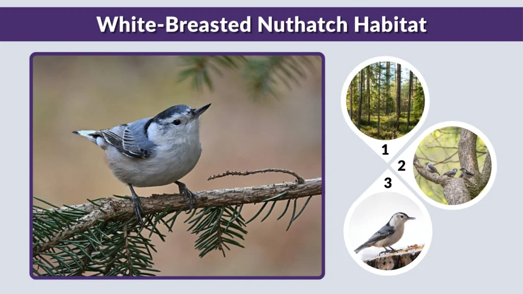 White-Breasted Nuthatch Habitat