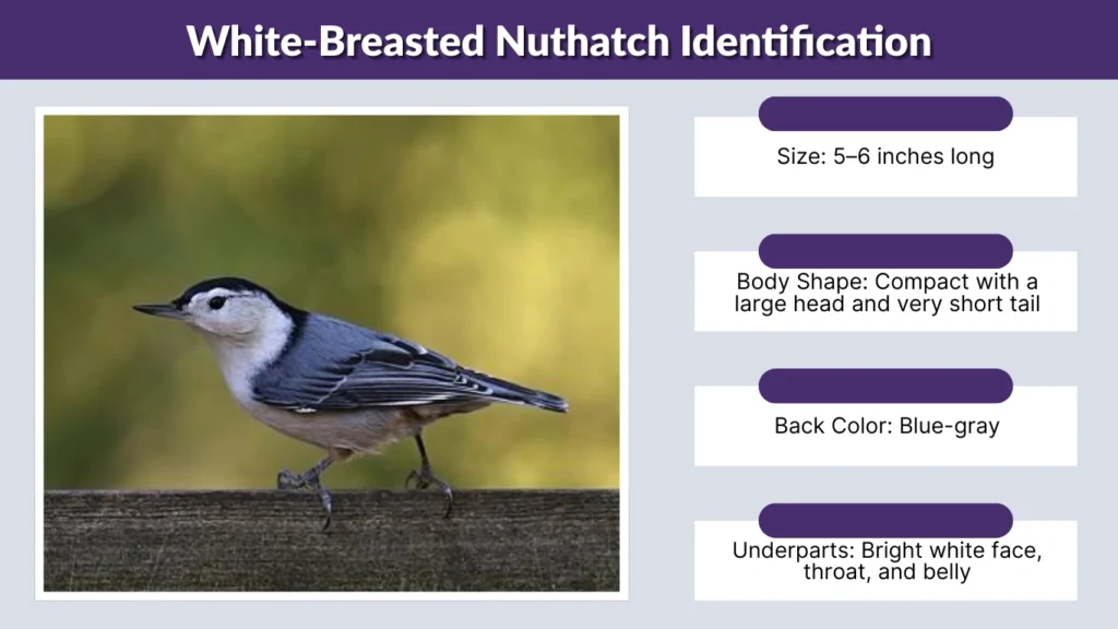 White-Breasted Nuthatch Identification