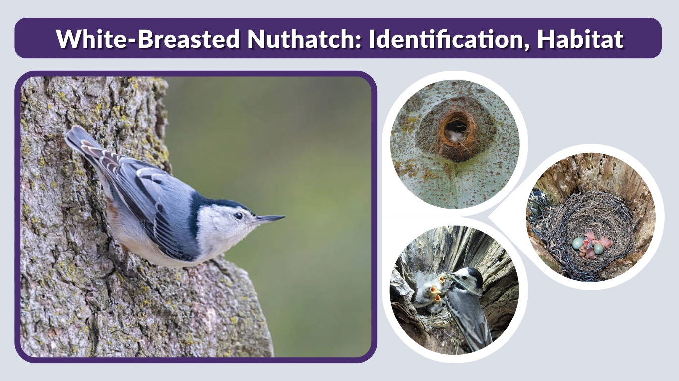 White-Breasted Nuthatch Identification, Habitat, Diet & Song