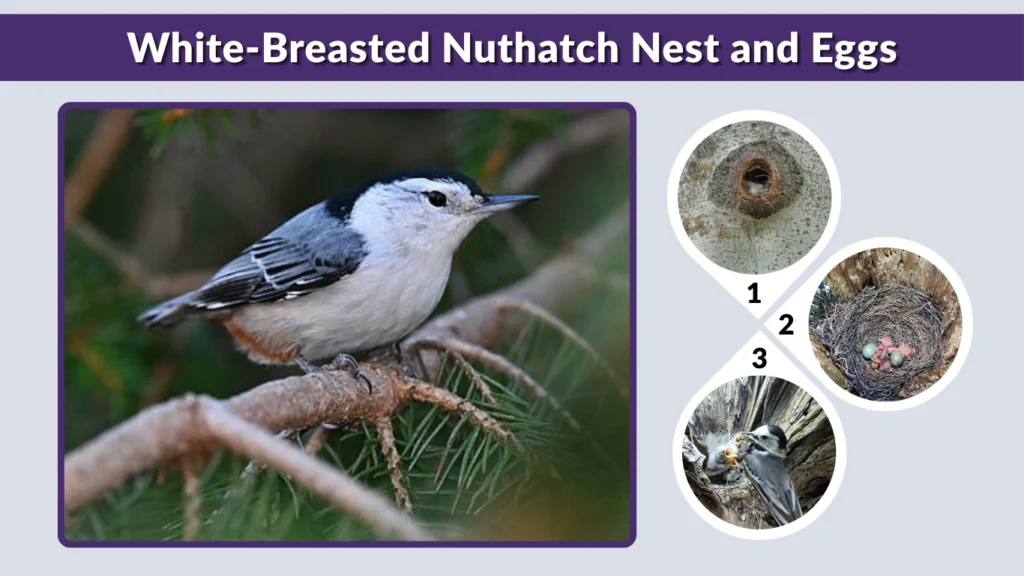 White-Breasted Nuthatch Nest and Eggs