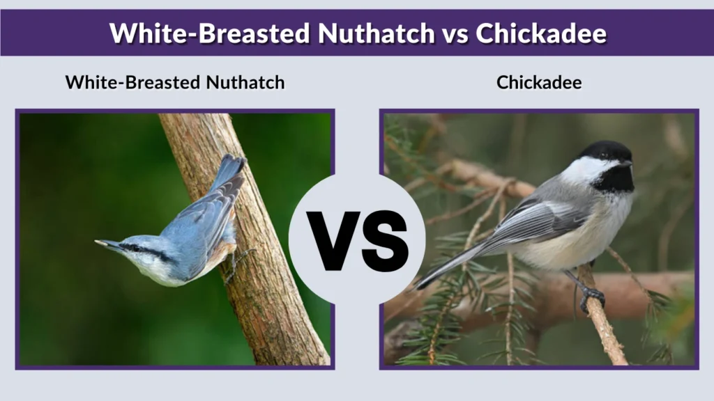 White-Breasted Nuthatch vs Chickadee
