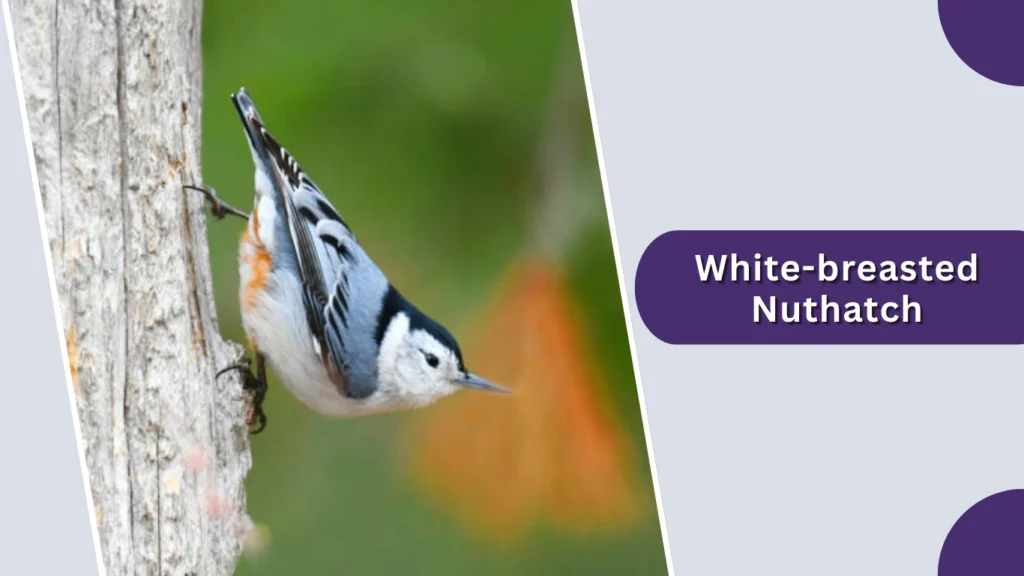 White-breasted Nuthatch