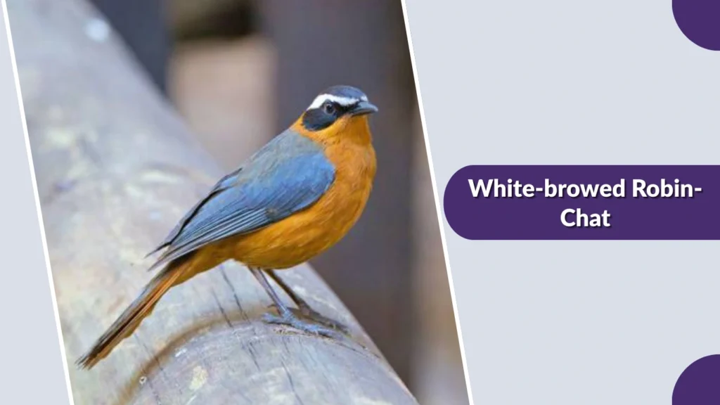 White-browed Robin-Chat