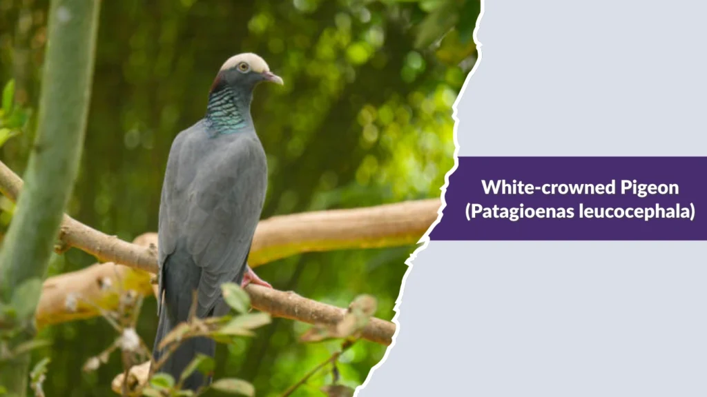 White-crowned Pigeon (Patagioenas leucocephala)