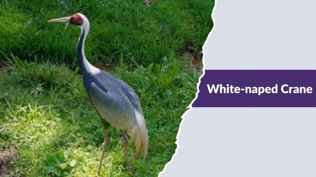 White-naped Crane