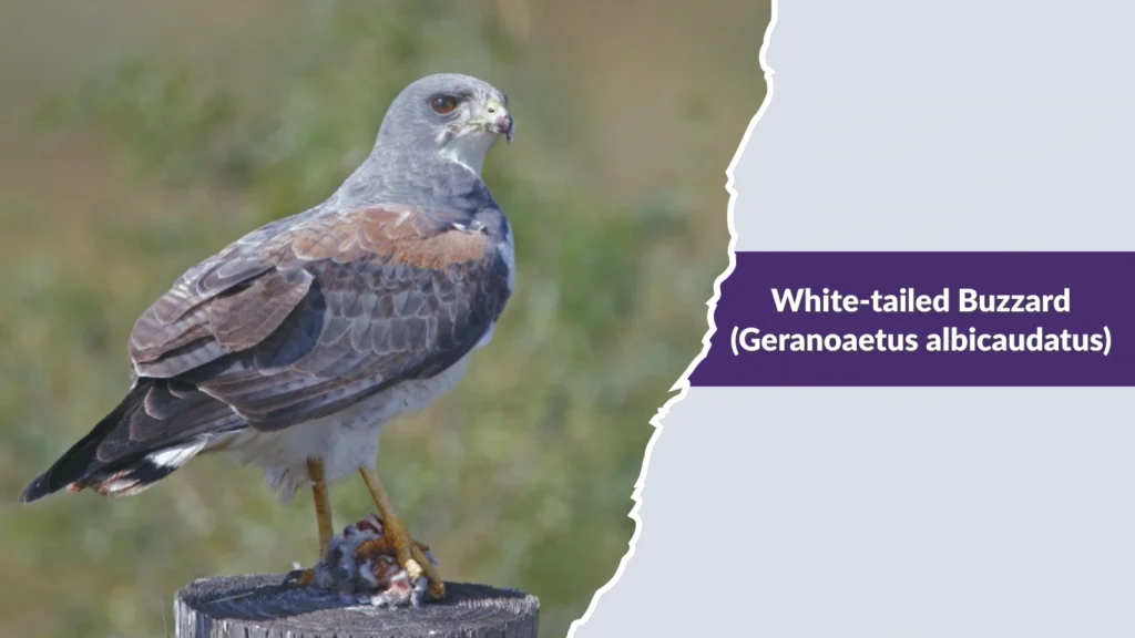 White-tailed Buzzard (Geranoaetus albicaudatus)