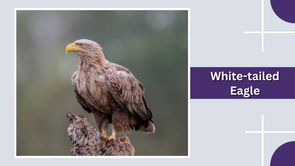 White-tailed Eagle