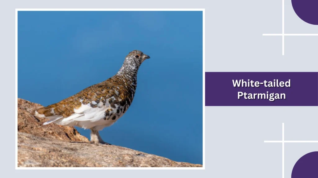 White-tailed Ptarmigan