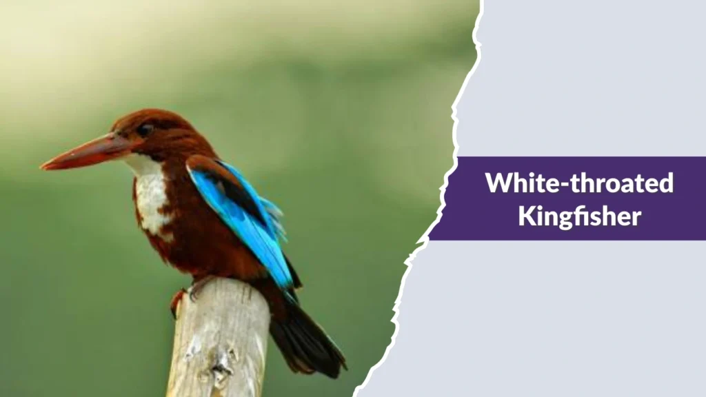 White-throated Kingfisher