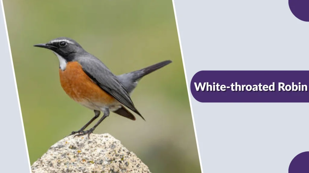 White-throated Robin