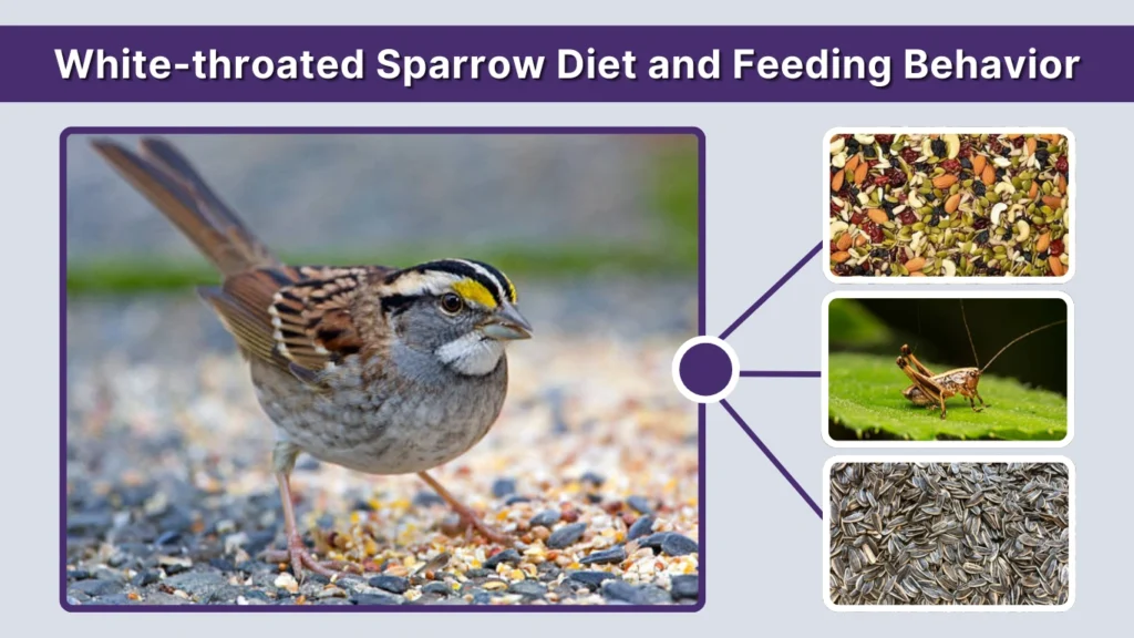 White-throated Sparrow Diet and Feeding Behavior