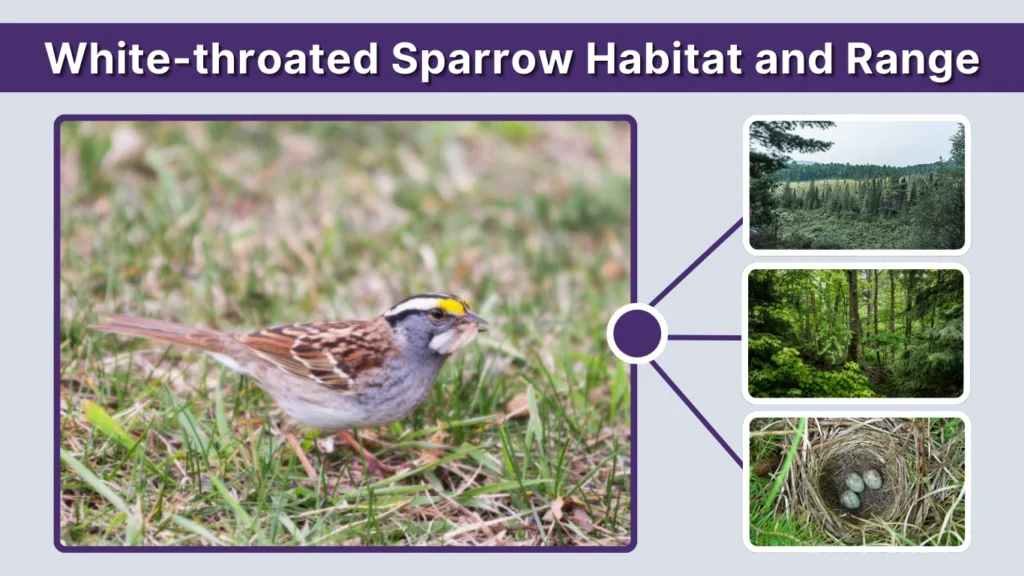 White-throated Sparrow Habitat and Range