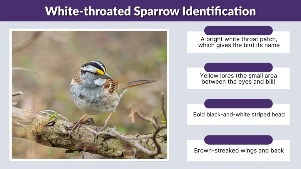 White-throated Sparrow Identification