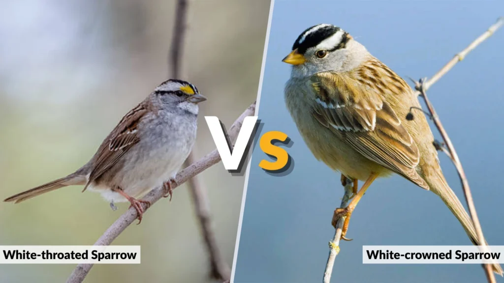 White-throated Sparrow vs White-crowned Sparrow