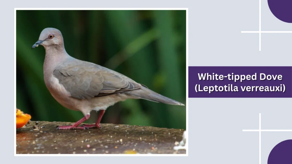 White-tipped Dove (Leptotila verreauxi)