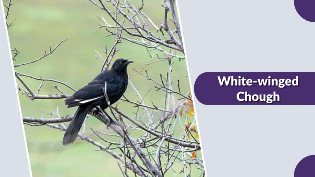 White-winged Chough