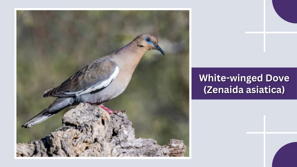 White-winged Dove (Zenaida asiatica)
