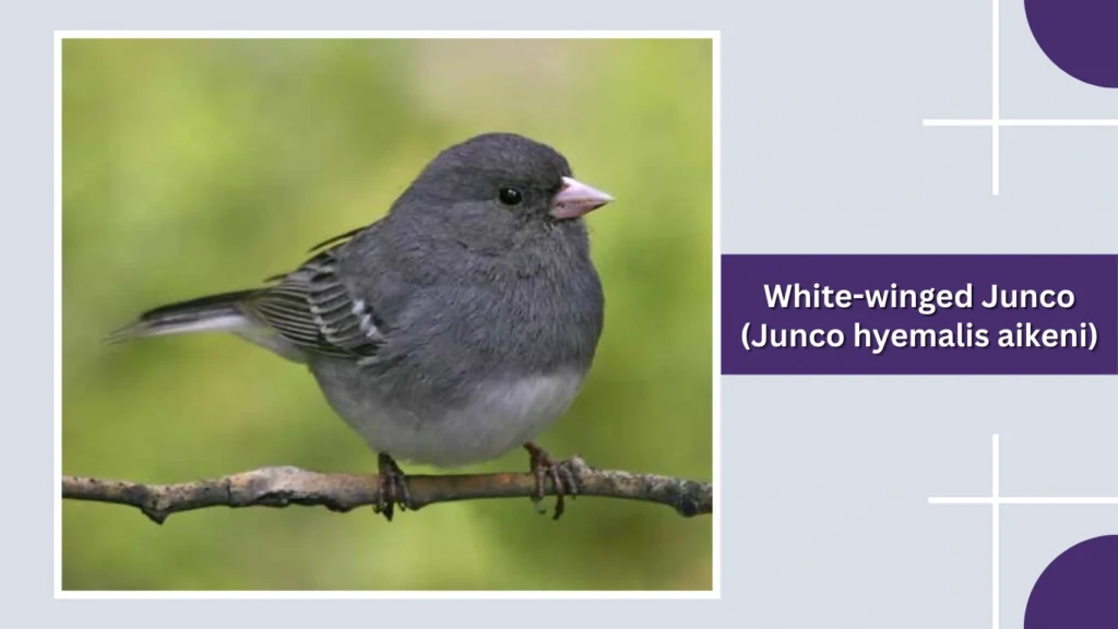 White-winged Junco (Junco hyemalis aikeni)