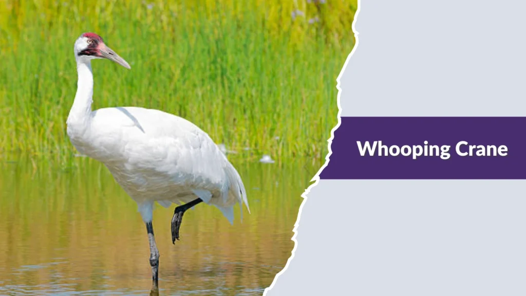 Whooping Crane