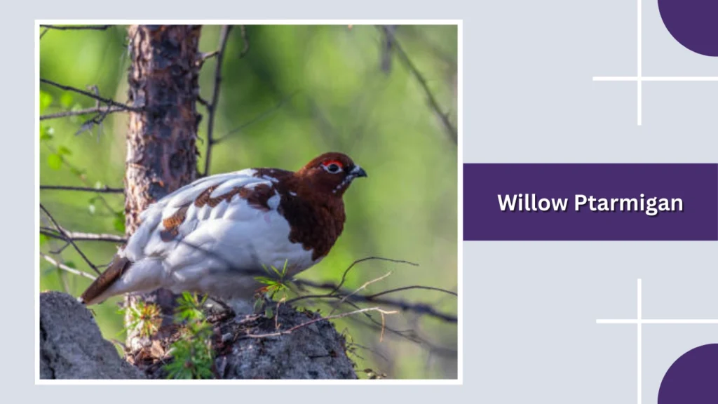 Willow Ptarmigan