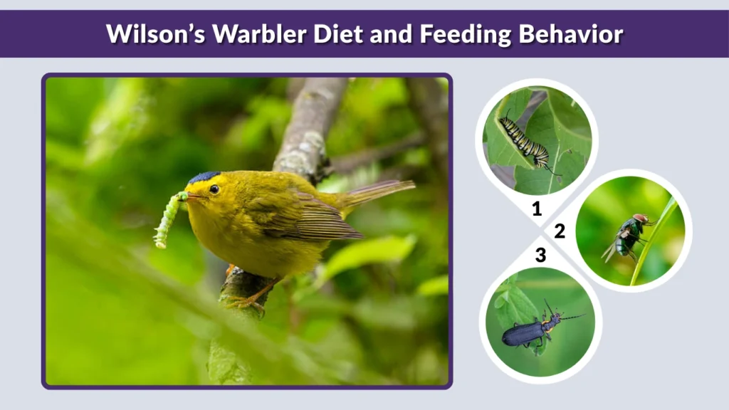 Wilson’s Warbler Diet and Feeding Behavior