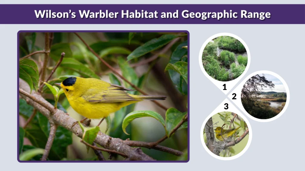 Wilson’s Warbler Habitat and Geographic Range