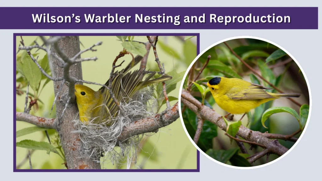 Wilson’s Warbler Nesting and Reproduction