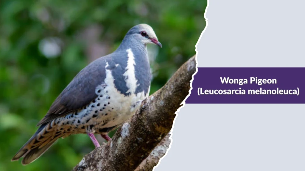 Wonga Pigeon (Leucosarcia melanoleuca)