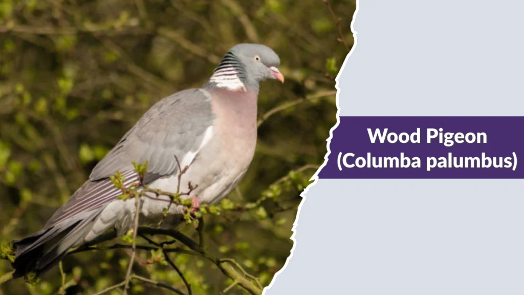 Wood Pigeon (Columba palumbus)