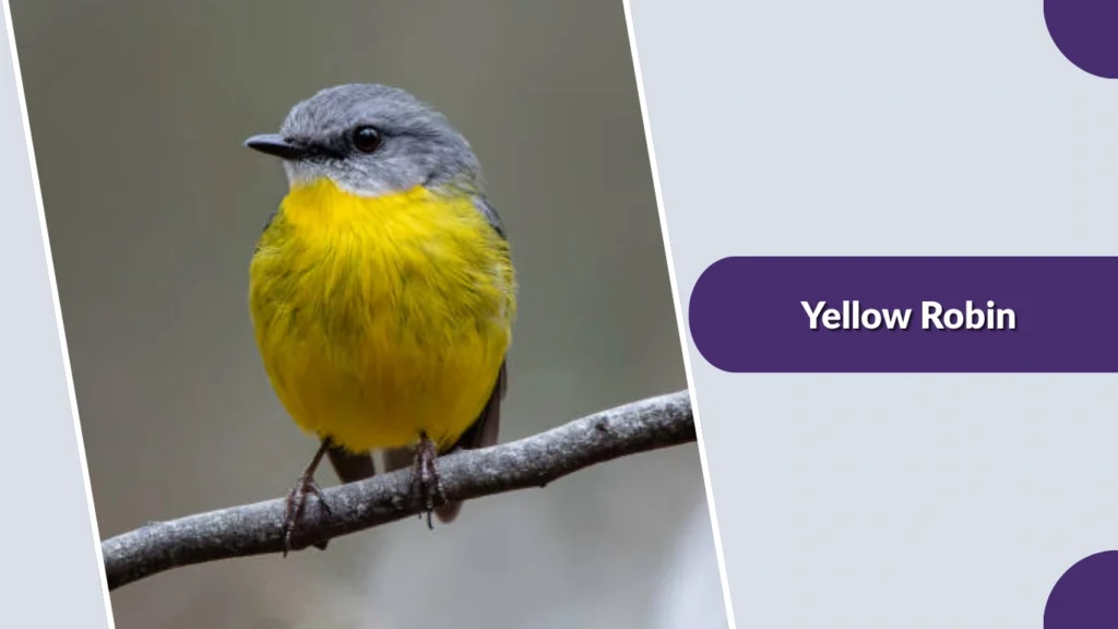 Yellow Robin