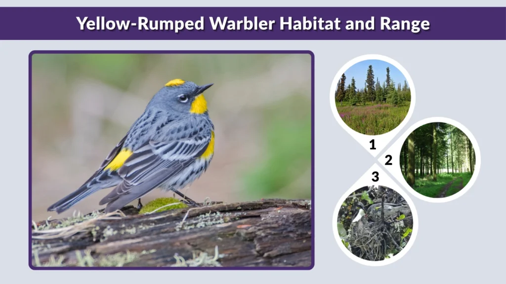 Yellow-Rumped Warbler Habitat and Range
