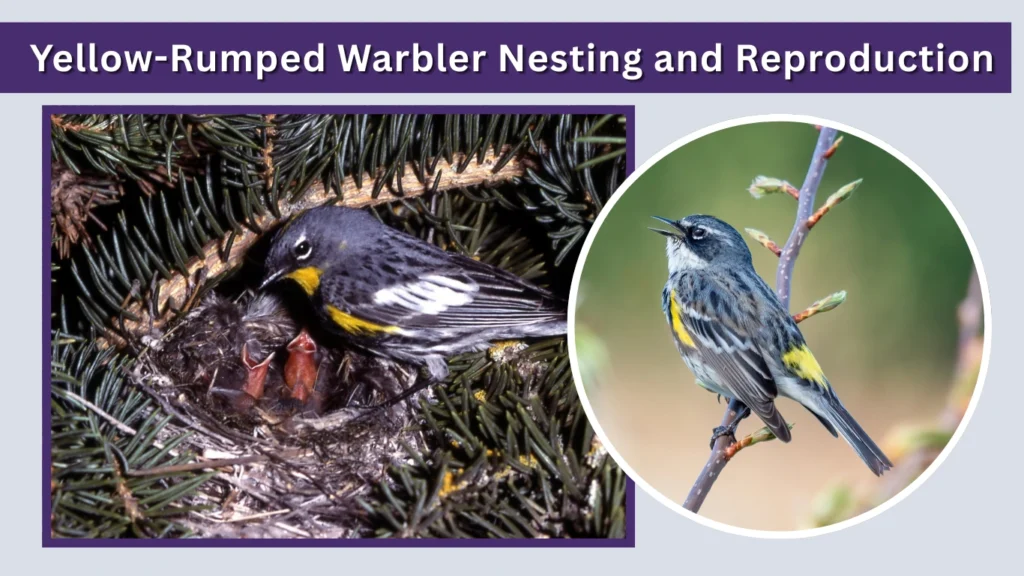 Yellow-Rumped Warbler Nesting and Reproduction