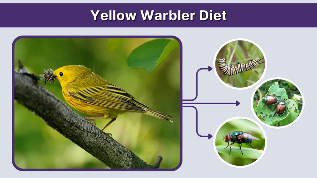 Yellow Warbler Diet