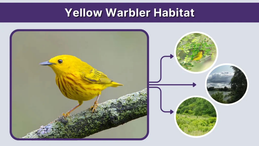 Yellow Warbler Habitat