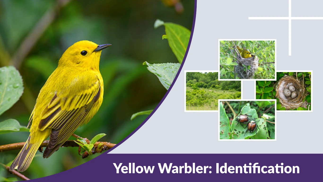 Yellow Warbler: Identification, Habitat, Nesting, Diet & Facts