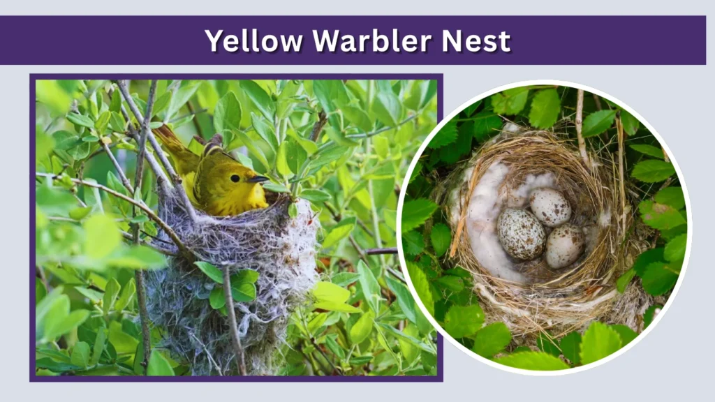 Yellow Warbler Nest