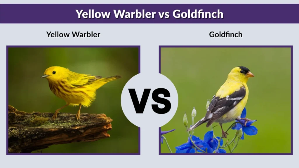 Yellow Warbler vs Goldfinch