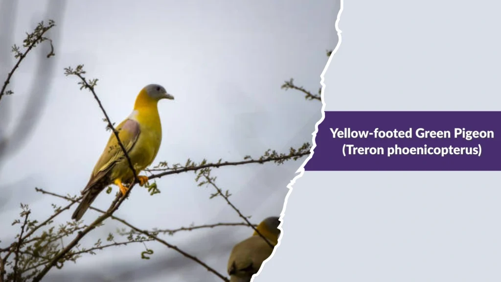Yellow-footed Green Pigeon (Treron phoenicopterus)