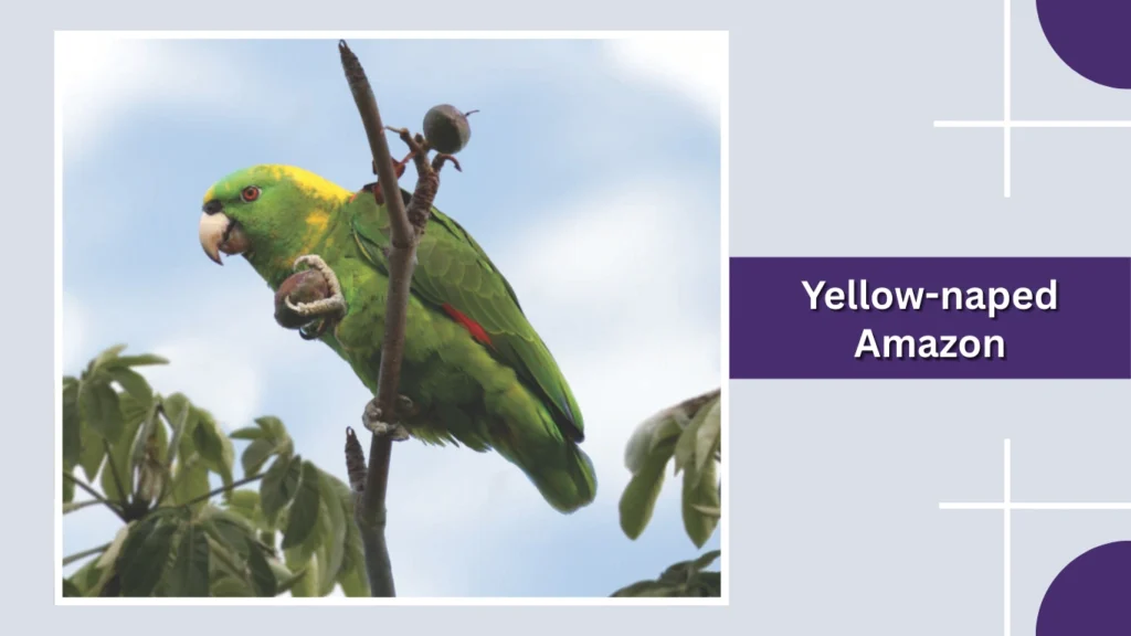 Yellow-naped Amazon