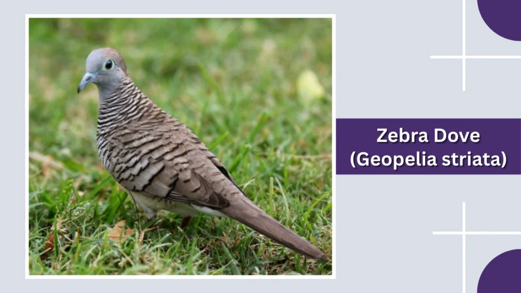 Zebra Dove (Geopelia striata)