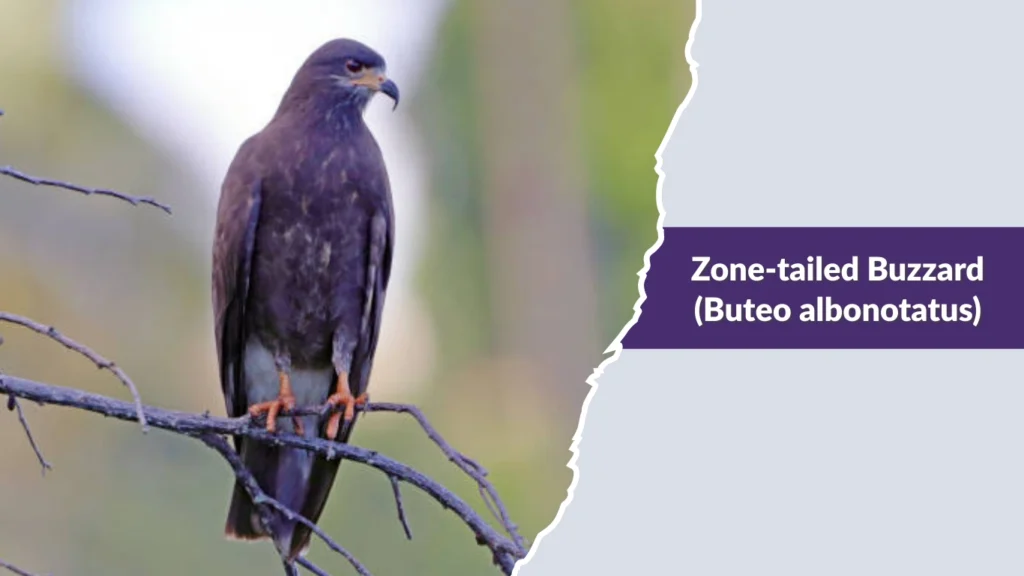 Zone-tailed Buzzard (Buteo albonotatus)