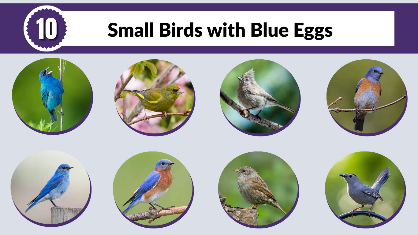 10 Small Birds with Blue Eggs Identification with Pictures