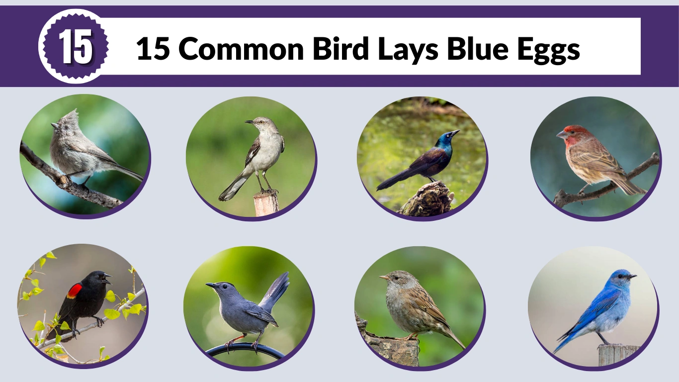 15 Common Bird Lays Blue Eggs Identification with Pictures