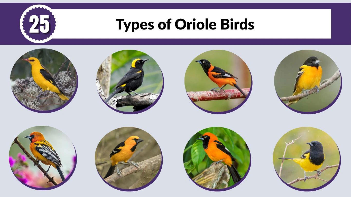 25 Types of Oriole Birds: Identification with Pictures