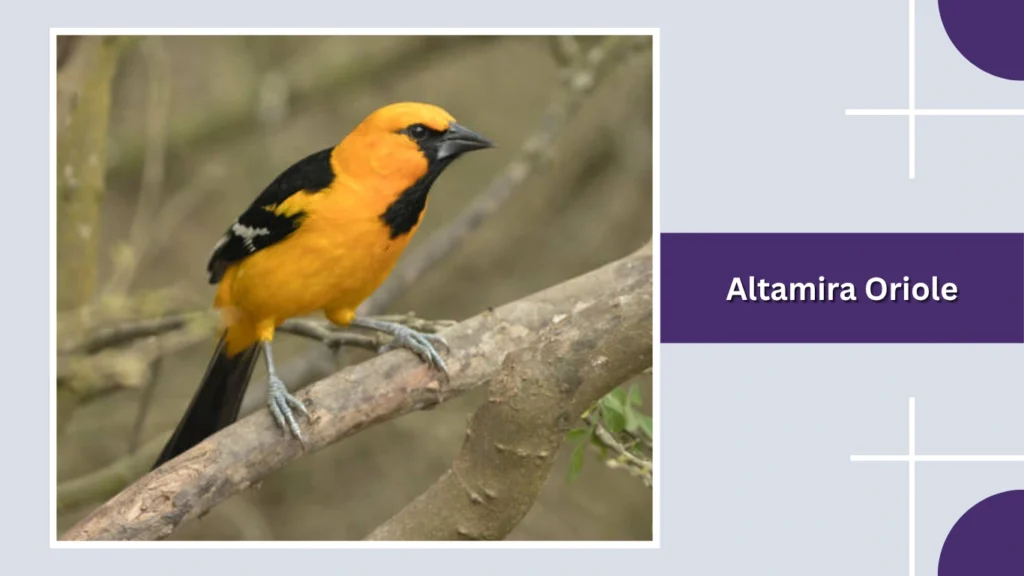 Altamira Oriole