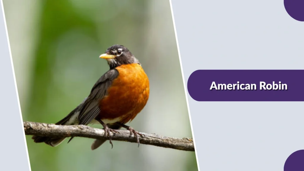 American Robin