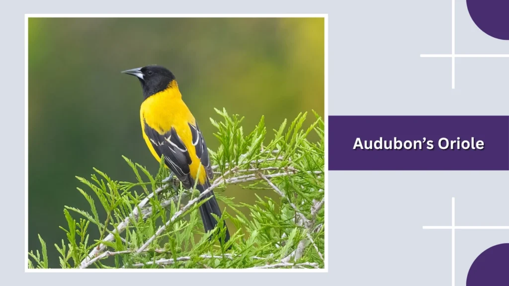 Audubon’s Oriole