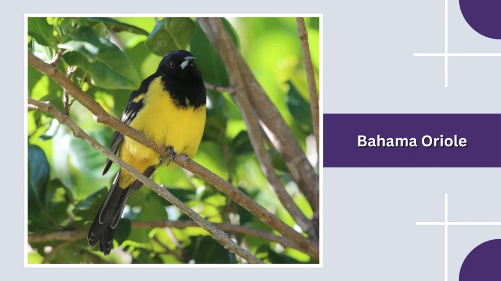 Bahama Oriole